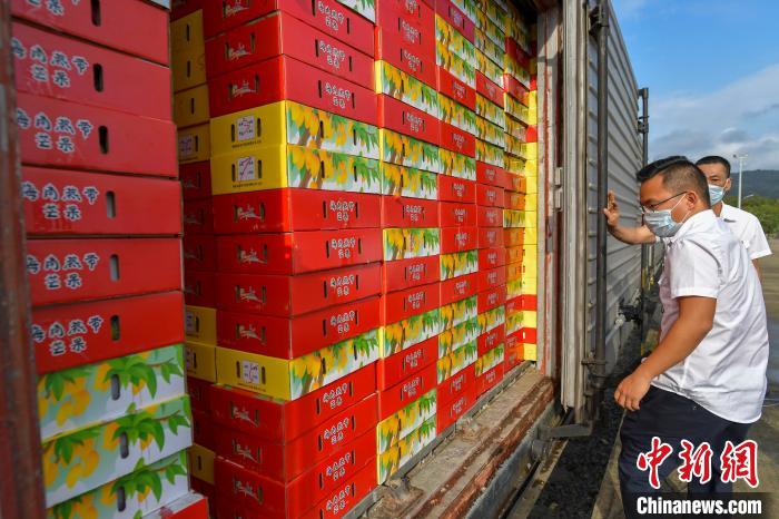首批次“芒果專列”42402次列車滿載超過26000箱芒果。　駱云飛　攝