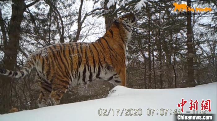 東北虎對著樹枝又咬又蹭 吉林省林業和草原局供圖 攝
